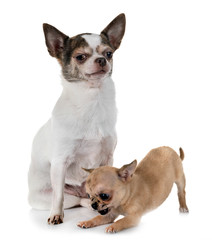 chihuahuas in studio