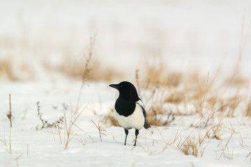 Photo of magpie bird on the snow