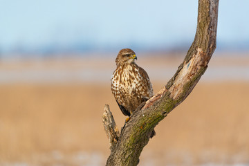 Photo of common buzzard buteo buteo on a tree