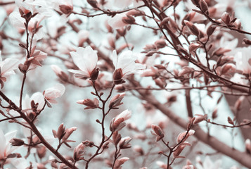 Mysterious spring background with white magnolia flowers