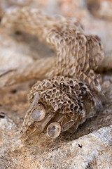 snake moult
