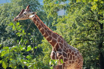 Giraffe in zoo. Berlin, Germany