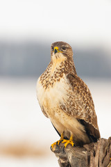 Photo of common buzzard buteo buteo on a tree