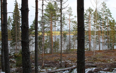 Lake in forest