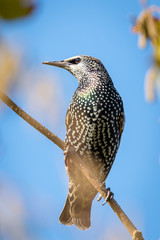 Star auf einem Ast sitzend