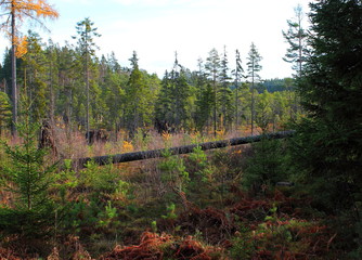 Forest in Bergslagen
