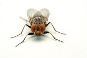 A macro shot of fly isolated on white background.
