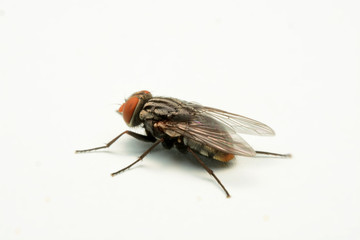 A macro shot of fly isolated on white background.