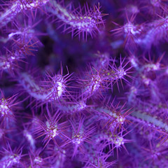 Purple Cactus design.  Cactus lover concept
