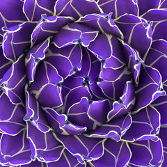 Obraz premium Cactus texture closeup. Purple creative colours design.