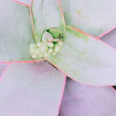 Plant texture closeup. Cactus close up. Plant lover concept