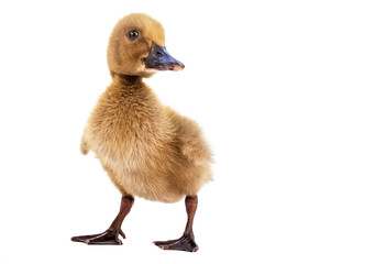 Brown ducklings on a white background.