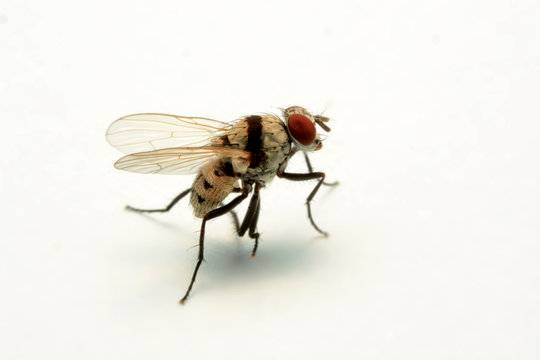 A macro shot of fly isolated on white background.