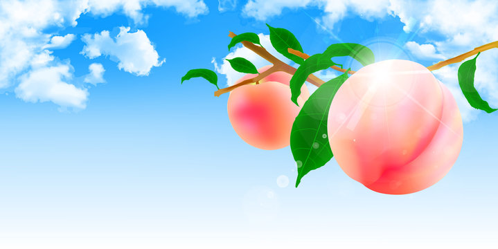 2 377 Best 桃 イラスト Images Stock Photos Vectors Adobe Stock 2 377 Best 桃 イラスト Images Stock Photos Vectors Adobe Stock