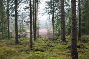 Forest