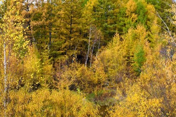 Mixed forest, autumn, background