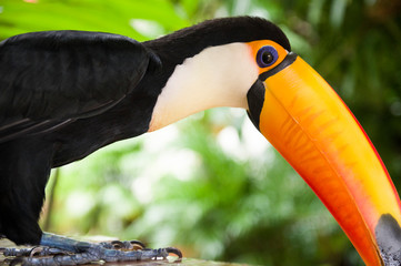 toucan