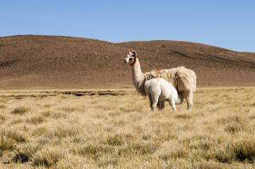 llamas