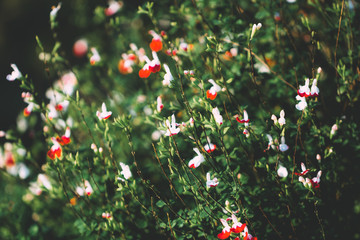 Fototapeta premium Macro nature spring background with wild little white and red flowers in a forest.