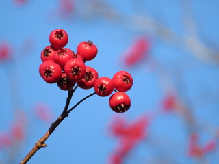 Fototapeta na wymiar Hawthorn berries on tree branch against blue sky. Colorful nature background, healing plant