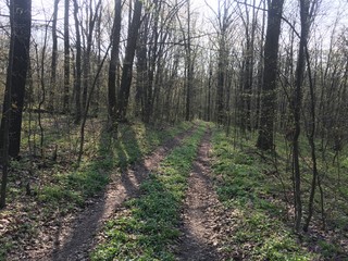 Obraz premium Лесная дорога