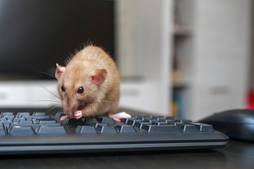 A brown cute rat is sitting on a computer keyboard next to a computer mouse on a black wooden table.
