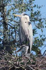 Florida bird