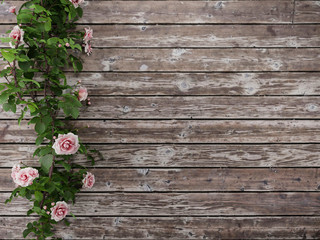 Fototapeta premium 3d Illustration of a roses and rustic wood plank with copy space for text.