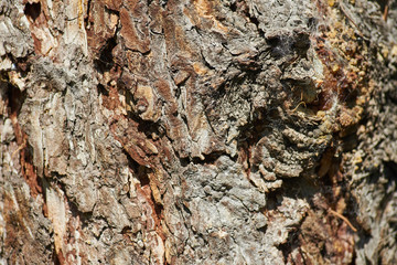 rough bark of the tree