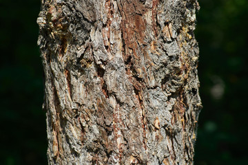 rough bark of the tree