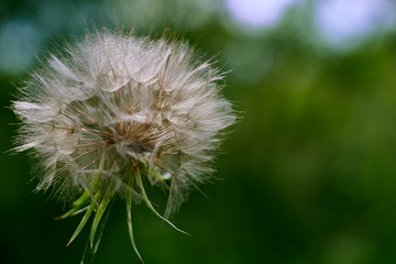 The dandelion was covered down in the summer.