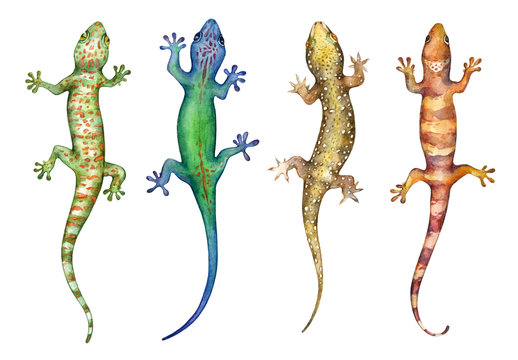 Geckos watercolor illustration isolated on white background.