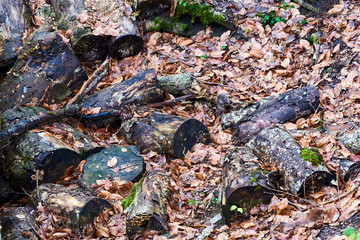 Old wooden stumps in the autumn forest