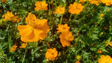 Cosmos flowers blooming volume 552555