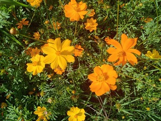 Cosmos flowers blooming volume 5524555