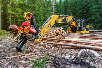 Woodworking machine tractor harvester in the forest. Primary wood processing, pruning branches....