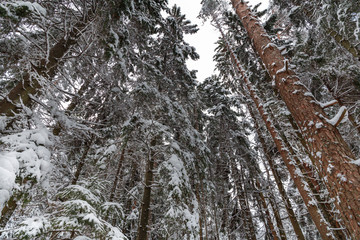 Pine forest covered with snow in the cold winter. snow-covered crowns of tall trees in a winter...