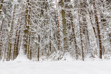 Winter Wall of tall pines