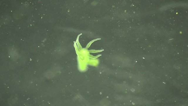 Hydra, S&uuml;sswasserpolyp im T&uuml;mpel, Deutschland