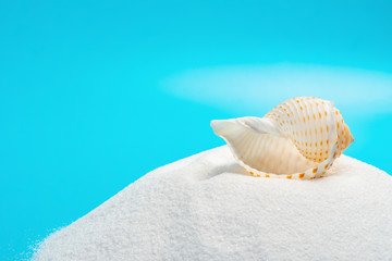 conch shell on white sand on a blue background