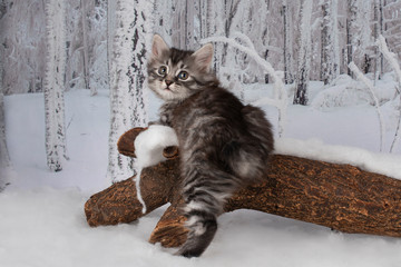 Kittens play in the snowy woods