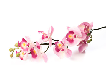 beautiful pink Phalaenopsis orchid flowers, isolated on white background - Image.