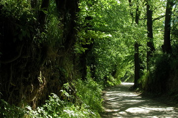 Szczebrzeszyn - obrazy, fototapety, plakaty