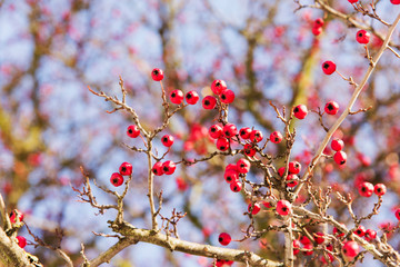 Red plant and sky background
