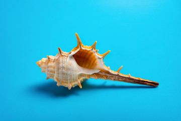 Fototapeta premium conch shell on a blue background