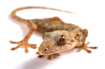 lizard close up on a white background