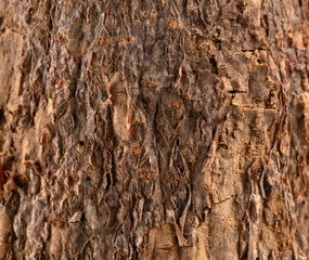 dry tree bark as background and texture