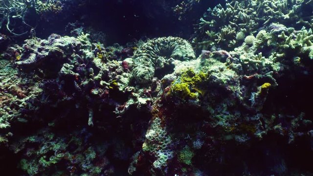 sea cucumber on coral reef. Giant trepang under water. underwater world diving and snorkeling on coral reef. Hard and soft corals underwater landscape