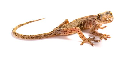 Naklejka premium lizard close up on a white background
