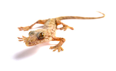 lizard close up on a white background